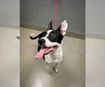 Small American Pit Bull Terrier Mix