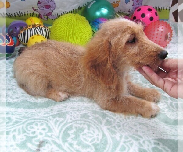 Medium Photo #2 Chiweenie-Poodle (Toy) Mix Puppy For Sale in RATTAN, OK, USA