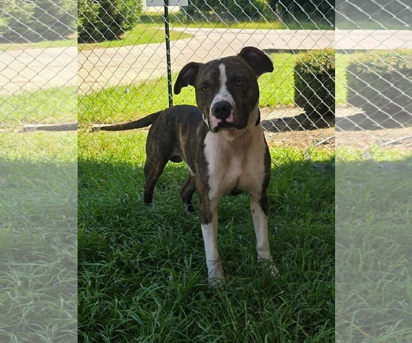 Medium Photo #2 Boxador Puppy For Sale in Orangeburg, SC, USA