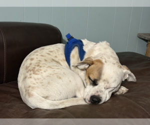 Coy #2 - Male Mutt Dog for Adoption - Photo #2