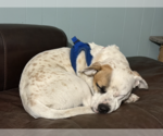 Small Photo #2 Mutt Puppy For Sale in Aurora, CO, USA