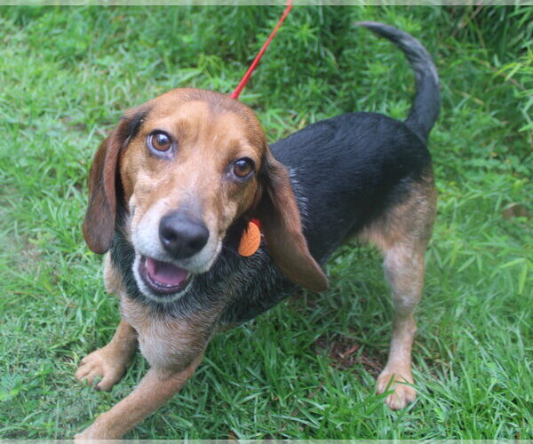Medium Photo #2 Beagle Puppy For Sale in Dunnellon, FL, USA
