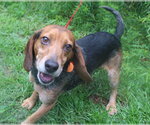 Small #1 Beagle