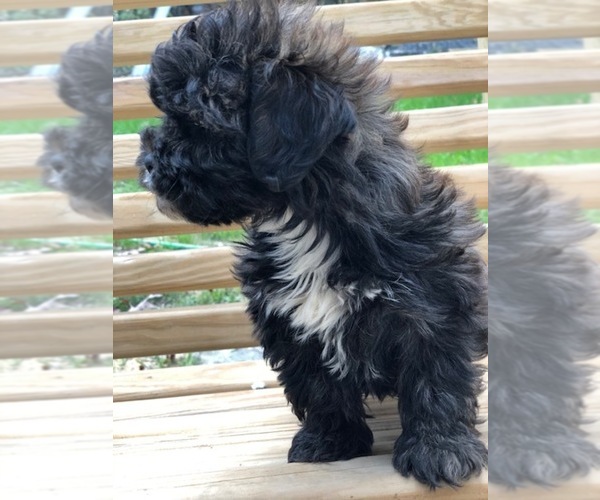 Medium Photo #9 Maltese-Poodle (Toy) Mix Puppy For Sale in SPENCER, TN, USA