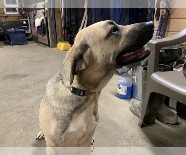 Medium Photo #2 Great Dane-Labrador Retriever Mix Puppy For Sale in CHESAPEAK BCH, MD, USA