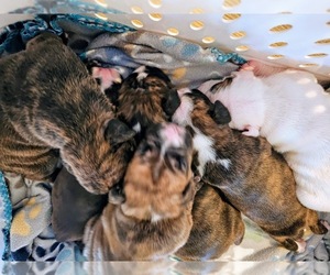 Boxer Puppy for sale in COMMERCE CITY, CO, USA