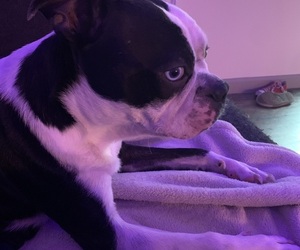 Father of the Boston Terrier puppies born on 05/26/2025
