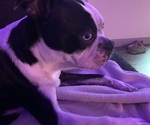 Small Photo #1 Boston Terrier Puppy For Sale in RICHMOND, TX, USA