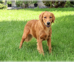 Small #2 Golden Retriever