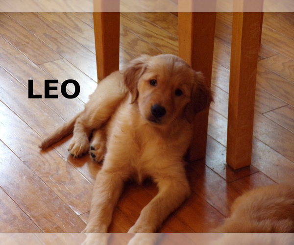 Medium Photo #1 Golden Retriever Puppy For Sale in HAM LAKE, MN, USA