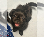 Puppy 2 Shih Tzu