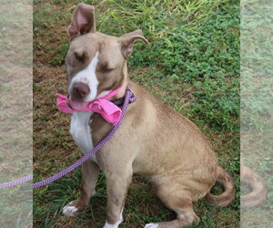 Labrador Retriever Dogs for adoption in Bandera, TX, USA
