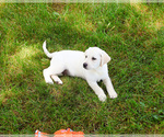 Small #13 Labrador Retriever