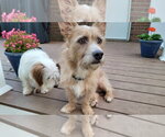 Small #2 Mutt