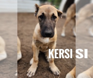 Kangal Dog Puppy for sale in EIDSON, TN, USA