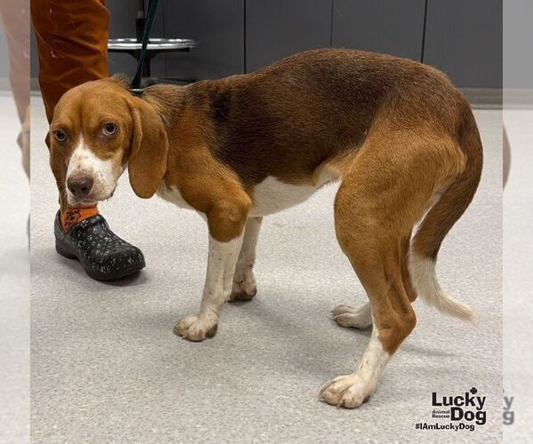 Medium Photo #2 Beagle-Unknown Mix Puppy For Sale in Washington, DC, USA