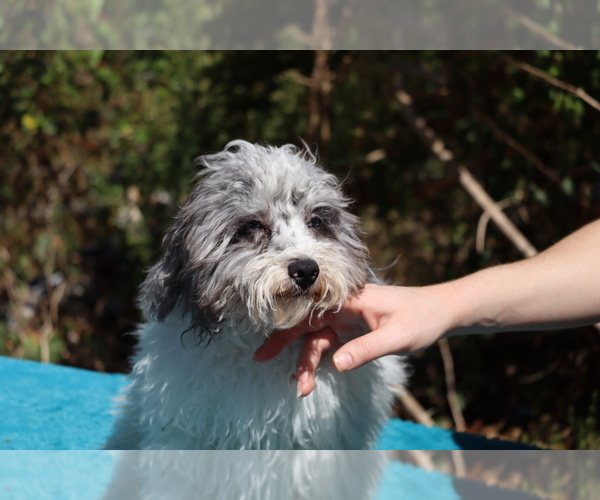 Medium Photo #7 Poodle (Toy) Puppy For Sale in DYERSBURG, TN, USA