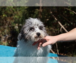 Small #6 Poodle (Toy)