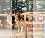 Small #3 German Shepherd Dog