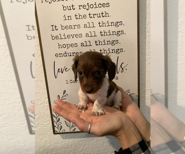 Medium Photo #16 Dachshund Puppy For Sale in HONDO, TX, USA