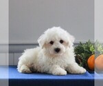 Small Photo #4 Bichon Frise Puppy For Sale in GORDONVILLE, PA, USA