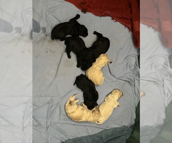 Medium Photo #4 Poodle (Standard) Puppy For Sale in PANAMA CITY, FL, USA