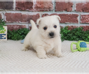 West Highland White Terrier Puppy for sale in SYRACUSE, IN, USA
