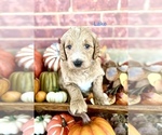 Small Photo #2 Double Doodle Puppy For Sale in KENNEDALE, TX, USA