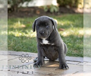 Cane Corso Puppy for sale in HONEY BROOK, PA, USA