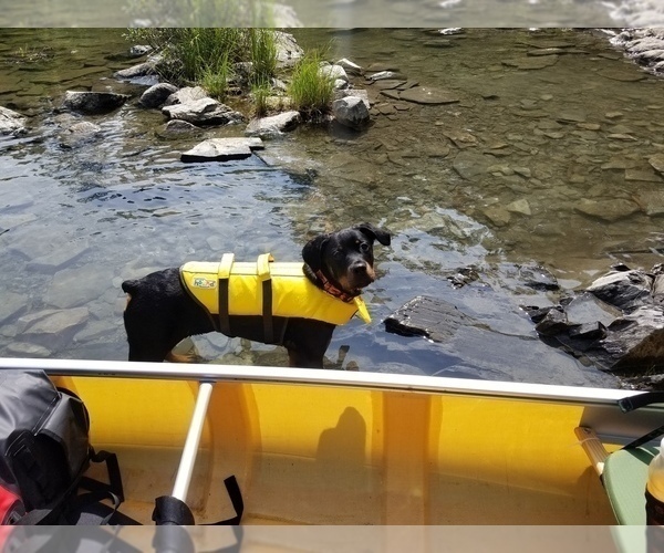 Medium Photo #3 Rottweiler Puppy For Sale in CHICAGO, IL, USA