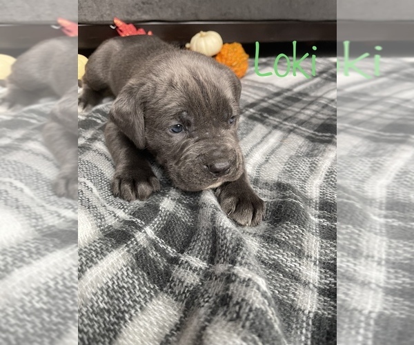Medium Photo #3 Cane Corso Puppy For Sale in DINGMANS FERRY, PA, USA