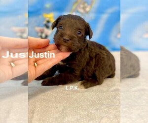 Schnauzer (Miniature) Puppy for sale in WINNSBORO, LA, USA