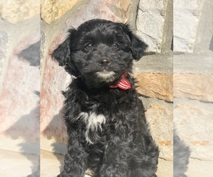Aussie-Poo Puppy for sale in WOMELSDORF, PA, USA