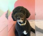 Small #1 Poodle (Miniature)-Poodle (Standard) Mix