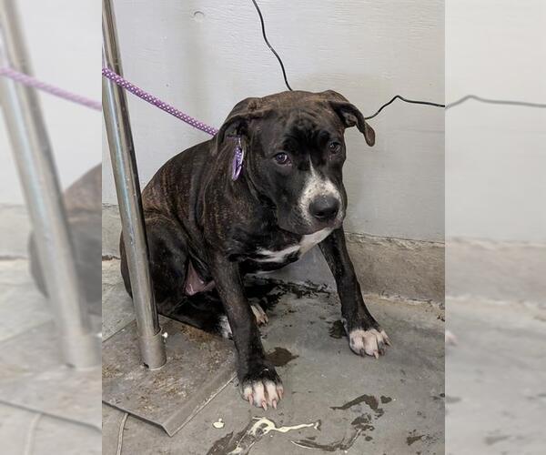 Medium Photo #1 Boxer Puppy For Sale in Camarillo, CA, USA
