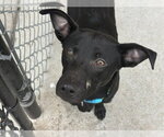 Small Rat Terrier Mix