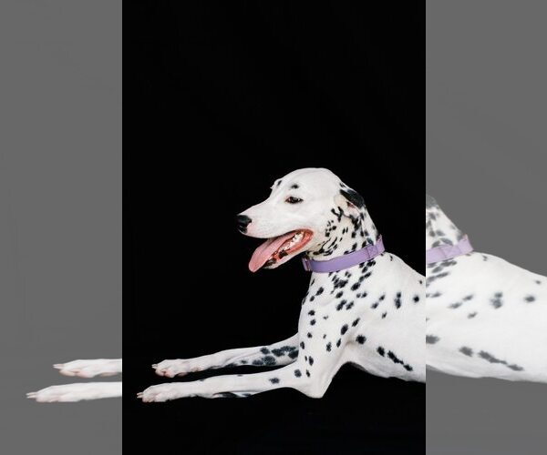 Medium Photo #1 Dalmatian Puppy For Sale in Orlando, FL, USA