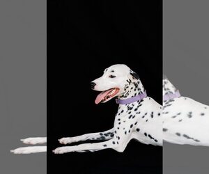 Dalmatian Dogs for adoption in Orlando, FL, USA