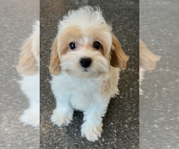 Medium Photo #9 Maltipoo Puppy For Sale in WARSAW, IN, USA