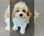 Small Photo #17 Maltipoo Puppy For Sale in WARSAW, IN, USA