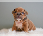 Small #3 English Bulldog
