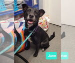 Small #2 American Pit Bull Terrier-Labrador Retriever Mix