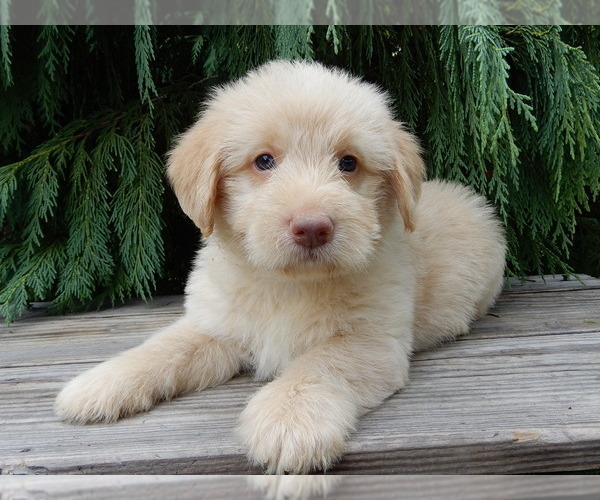 Medium Photo #3 Labradoodle Puppy For Sale in MILLERSBURG, OH, USA