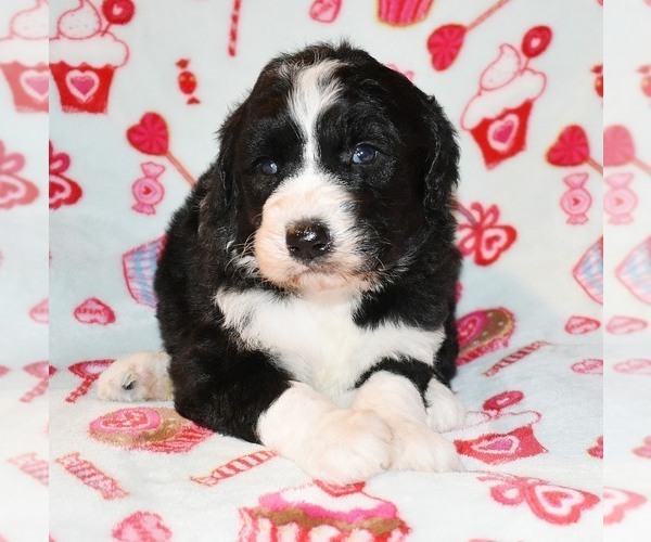 Medium Photo #6 Sheepadoodle Puppy For Sale in ASPERMONT, TX, USA