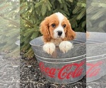 Small #2 Cavalier King Charles Spaniel-Miniature Bernedoodle Mix
