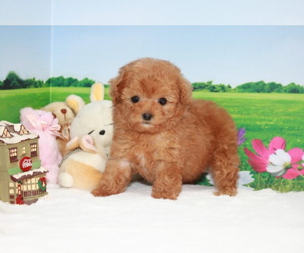Medium Photo #6 Poodle (Toy) Puppy For Sale in CHICAGO, IL, USA