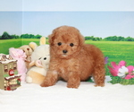 Small Photo #6 Poodle (Toy) Puppy For Sale in CHICAGO, IL, USA