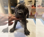 Small Photo #2 Cane Corso Puppy For Sale in SAN DIEGO, CA, USA