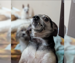 Dimetri - Male Chihuahua-Unknown Mix Dog for Adoption - Photo #2