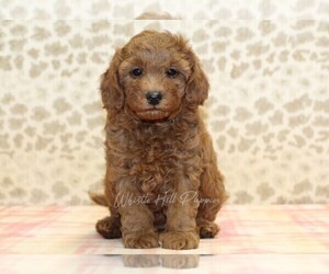 Cavapoo Puppy for sale in DENVER, PA, USA